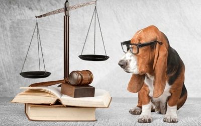¿SON EMBARGABLES EL PERRO Y EL GATO?